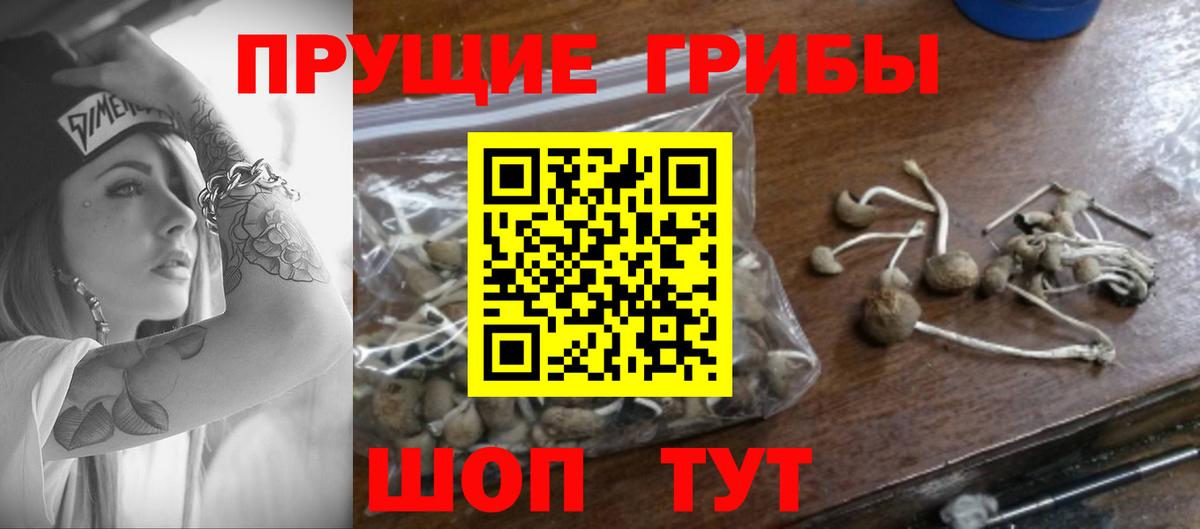 Галлюциногенные грибы Psilocybine cubensis Качканар